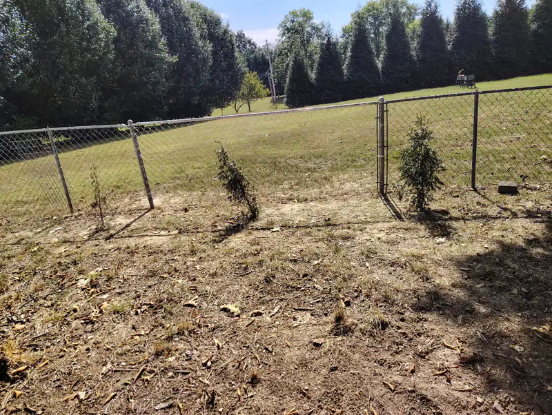 New chain-link fence line with young evergreens planted along it